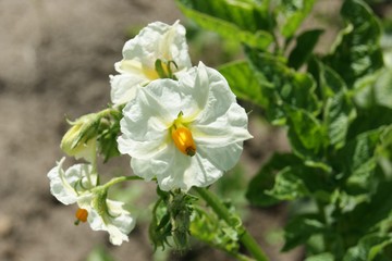 Fototapeta premium In the vegetable garden of white flower potatoes close-up.