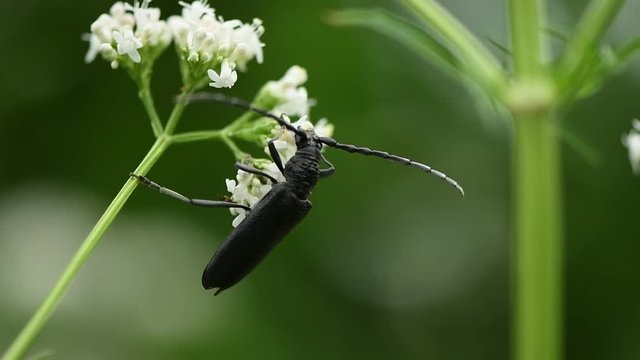 Black monochamus beetle (Monochamus sutor) pollinating at bright valerian flowers. In slow motion. HD.