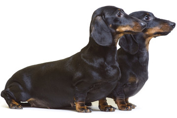 A pair of smooth-haired dachshunds stands sideways and looks to one side. The concept of moving forward.