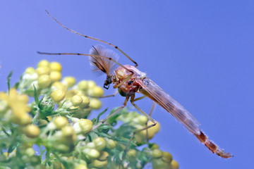 Mosquito chironomidae resting on the flower. Such insects are not able to harm humans.