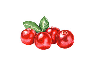 A bunch of cranberries. Red berries. Watercolor drawing. - 278804433