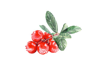  A bunch of cranberries. Red berries. Watercolor drawing. © svistoplas