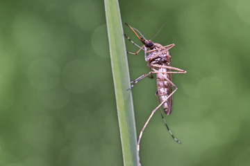 Mosquito resting on the grass. Male and female mosquitoes feed on nectar and plant juices, but many species of mosquitoes can suck the blood of animals.