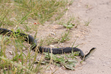 Snake (Natrix tessellata) trying to warm its body on  sand.