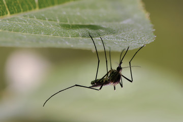 Mosquito resting on the grass. Male and female mosquitoes feed on nectar and plant juices, but many species of mosquitoes can suck the blood of animals.