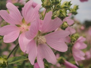 Pink buds of mallow flowers. Blossoming pink petals.