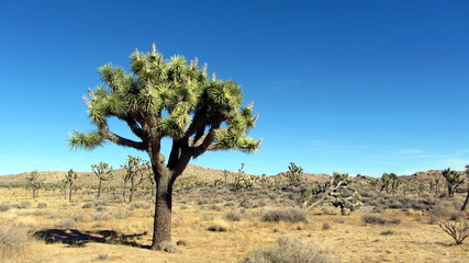 Obraz premium joshua tree