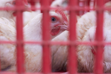hatchery, poultry, livestock, chicks, chicken, broiler, eggs