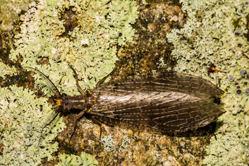 Summer Fishfly (Chauliodes pectinicornis)