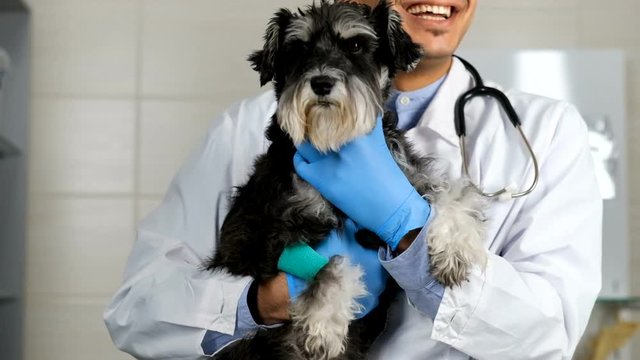 Male Middle Eastern veterinarian holding black and white calm schnauzer dog, petting him after fixing his paw with bandage at clinic, on steel table