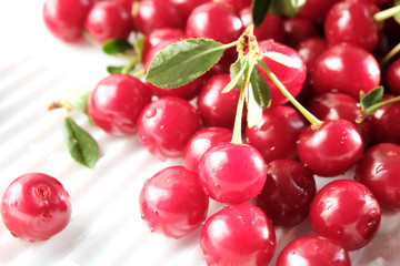 Close up of pile of ripe cherries with stalks and leaves. Large collection of fresh red cherries. Ripe cherries background.