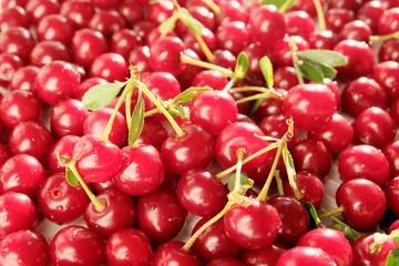 Close up of pile of ripe cherries with stalks and leaves. Large collection of fresh red cherries. Ripe cherries background.