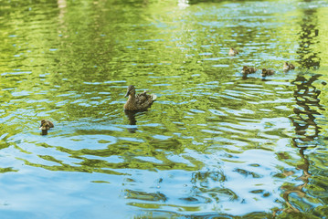 ducks swim in the lake. mother duck and her little cubs ducklings swim in the park