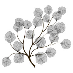 Branch with leaves isolated. Vector illustration.