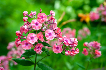 Blooming pink phlox paniculata flowers. Bunches of pink phlox on a bed in the summer garden.