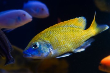 young giraffe hap cichlid, Nimbochromis venustus, mbuna fish species, endemic to African Rift lake...