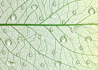 Fototapeta na wymiar Background texture leaf with drops of water. Vector illustration.