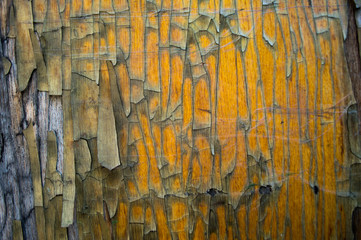 old buildings painted with shabby moss-covered walls crumble from time