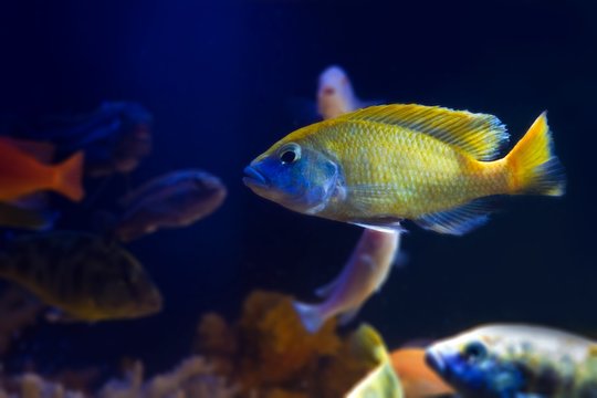 young giraffe hap cichlid, Nimbochromis venustus, mbuna species, endemic to lake Malawi with other fishes on dark blue background