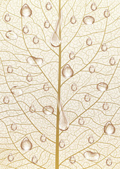 Background texture leaf with drops of water. Vector illustration.