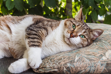 Naklejka na ściany i meble Beautiful adult young tabby cat with green eyes and brown velvet wet nose lies cat lies on a bench and a brown pillow in the garden in summer