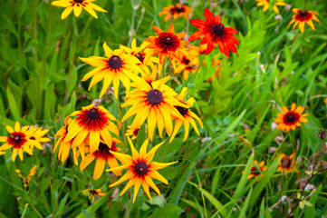 Big flowers of yellow rudbeckia. Blooming flowers of yellow rudbeckia (Black-eyed Susan) flower bed in the summer garden.
