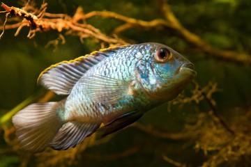 freshwater turquoise adult male of Nannacara anomala neon blue or dwarf neon nannacara in cichlid...