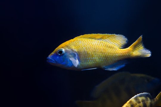 young giraffe hap cichlid, Nimbochromis venustus, African Rift lake Malawi endemic fish, isolated on dark background