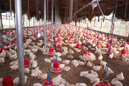 hatchery, poultry, livestock, chicks, chicken, broiler, eggs