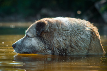 cute big beige dog with sad eyes
