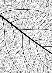 Background texture leaf. Vector illustration.