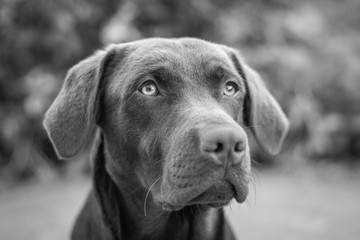 portrait of a dog