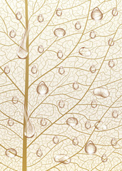 Background texture leaf with drops of water. Vector illustration.