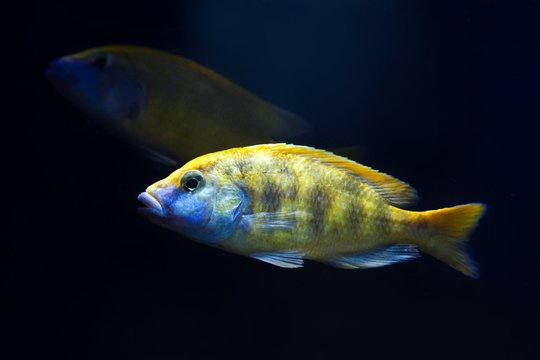 a couple of adult giraffe hap cichlids, Nimbochromis venustus, mbuna fish species, endemic to African Rift lake Malawi on dark background