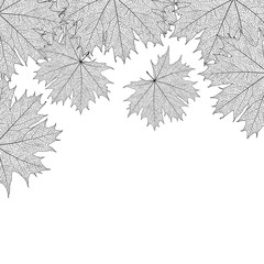 Beautiful background with leaves and space for text. Vector illustration. EPS 10.