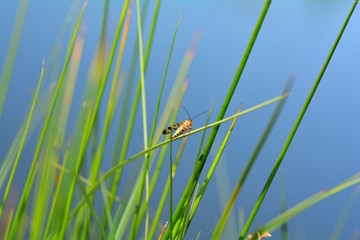 One Scorpion fly on green grass  ( Panorpidae )