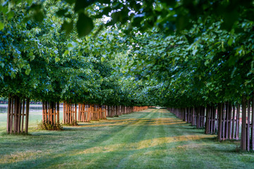 Row of lime-trees forming an avenue in late spring, Home Park, Kingston upon Thames, Surrey,...