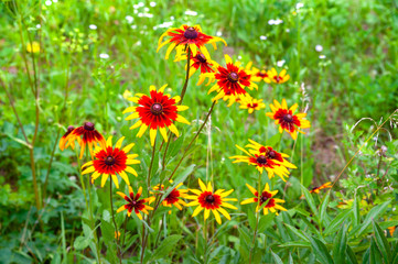 Rudbeckia flowers. Blooming beautiful flowers of orange rudbeckia (Black-eyed Susan) flower bed in the summer garden.
