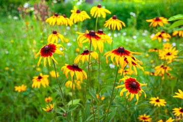 Flowers wild rudbeckia. The blooming of beautiful flowers of orange rudbeckia (Black-eyed Susan) in the summertime.