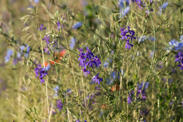 wild field plants