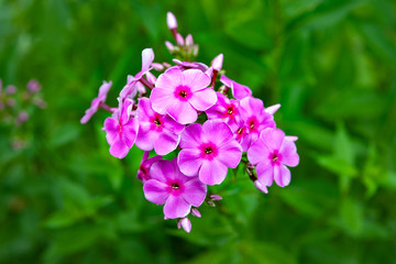 Purple flowers phlox paniculata. Inflorescence of purple phlox on a flowerbed in the summer garden.