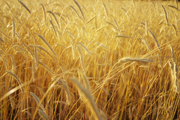 Rye field in the summer in the evening, soft focus