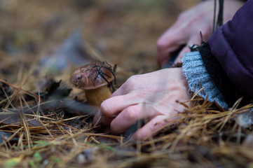 Autumn has come It's time to gather mushrooms in the forest in the open air