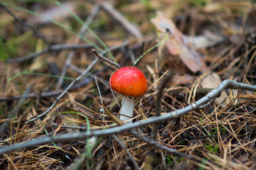 fly agaric in the forest