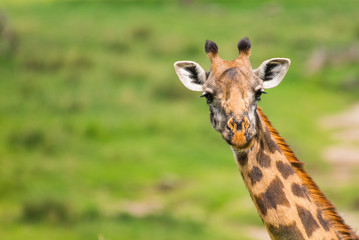 Beautiful giraffe's head on green background with copy space