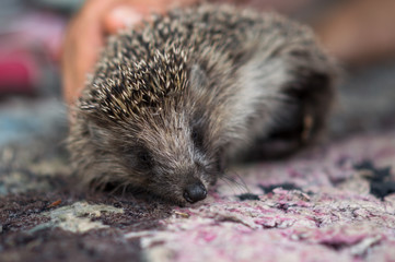 cute prickly hedgehog came to visit on the threshold