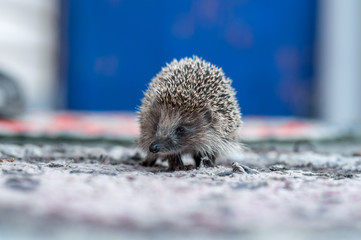 cute prickly hedgehog came to visit on the threshold