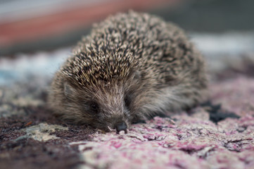 cute prickly hedgehog came to visit on the threshold