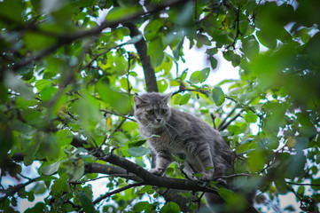 cute gray cat hid on a green tree from dogs