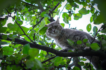 cute gray cat hid on a green tree from dogs
